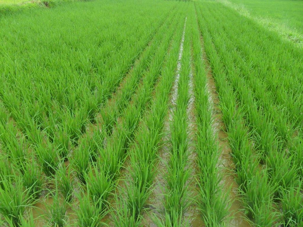 Agriculture