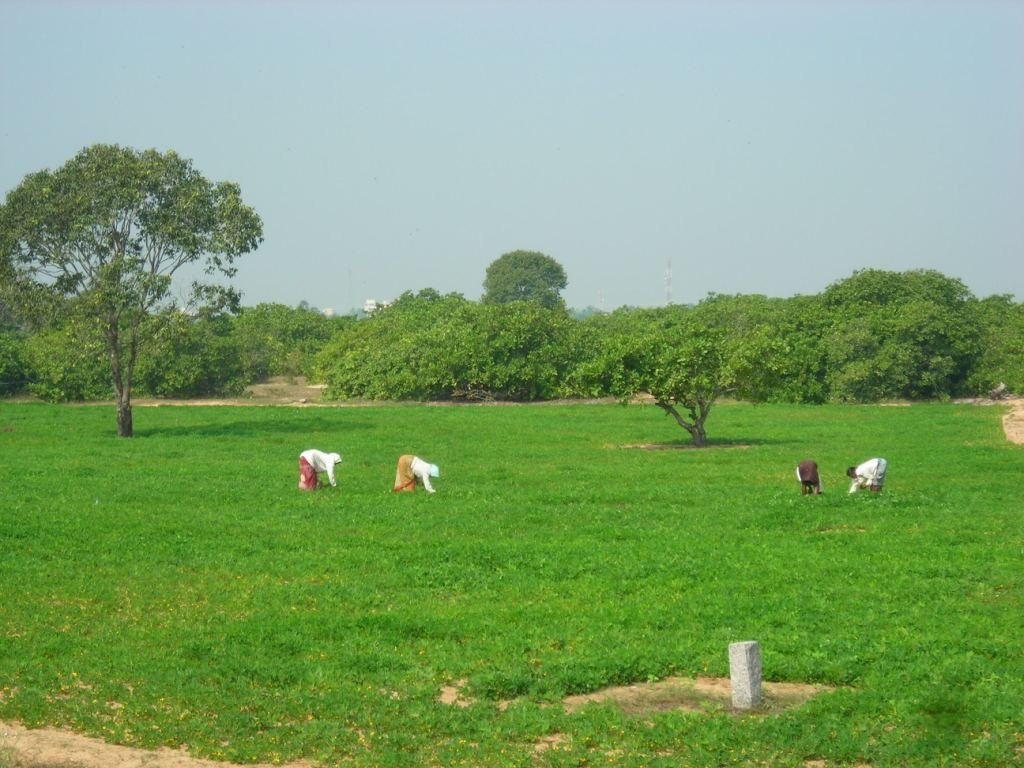 Agriculture