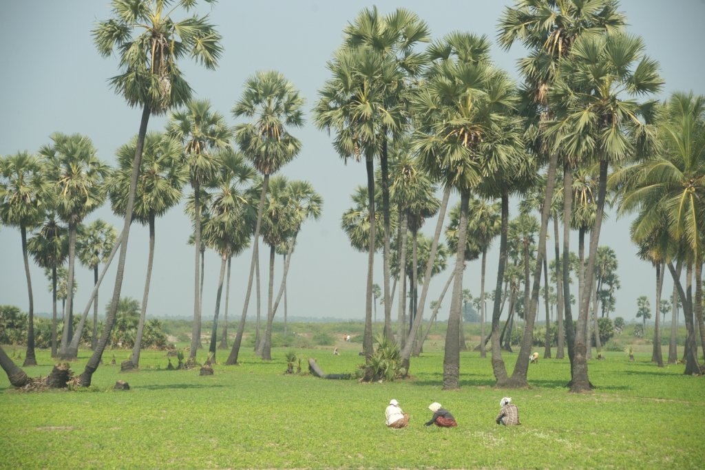 Agriculture