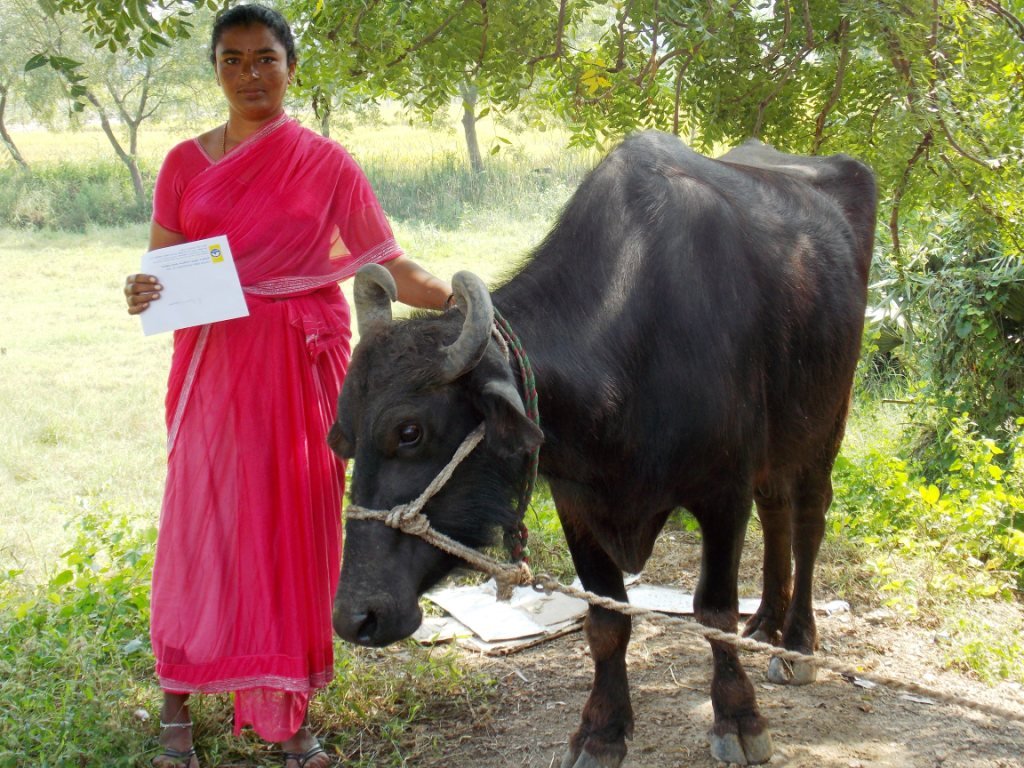 Women's Livelihood and Economic Empowerment